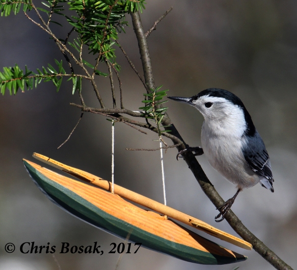 Photo by Chris Bosak A white-breasted nuthatch visits a backyard in New England, Dec. 2017.