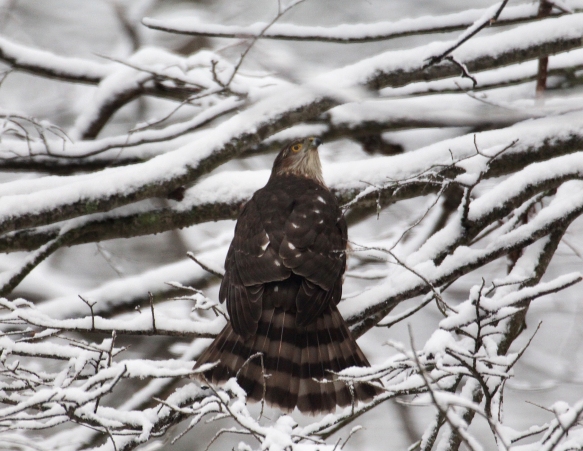 Photo by Chris Bosak  A Cooper's hawk looks up after landing on a snowy branch during a moderate snowfall in Jan. 2018.