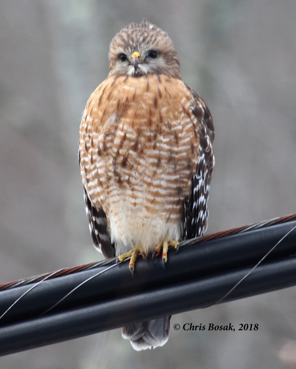 Photo by Chris Bosak  A red-shouldered hawk perches on a wire in Brookfield, Connecticut, Jan. 2018.