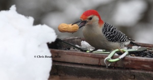 Photo by Chris Bosak A red-bellied woodpecker grabs a peanut from a feeder, March 2018.