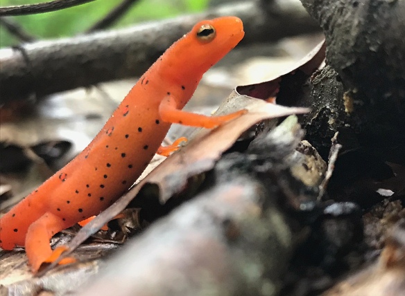 An eft works its way through the woods in Danbury, Conn., during the summer of 2018.